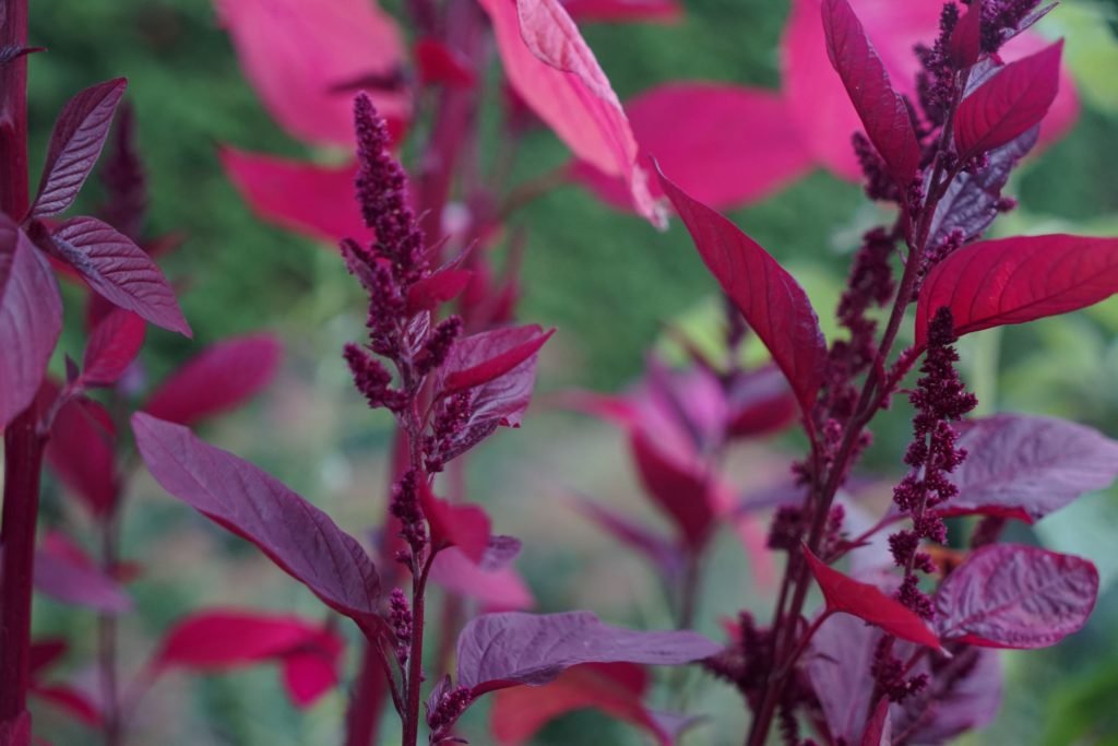 https://www.rosemaryandpinesfiberarts.de/wp-content/uploads/2021/08/amaranth-hopi-red-dye-plant-1024x683.jpg