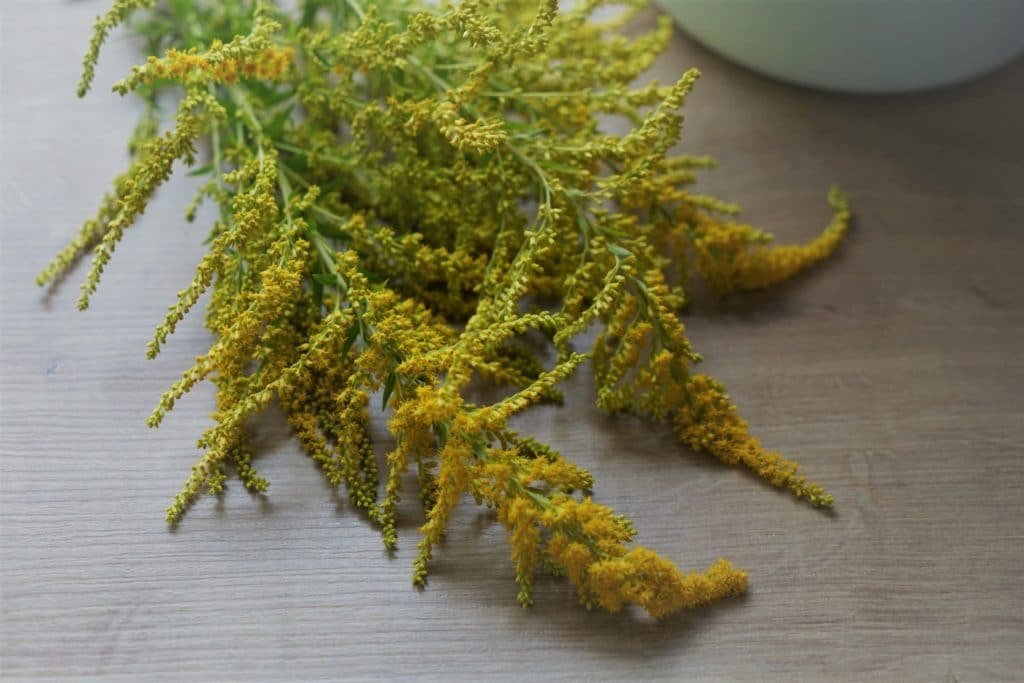 goldenrod flowers on a wooden surface