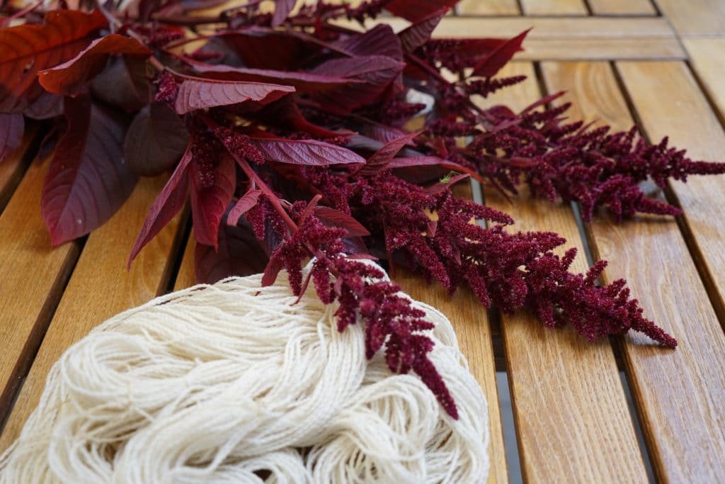 freshly cut stems of amaranth hopi red dye and some undyed hank of yarn on a wooden surface