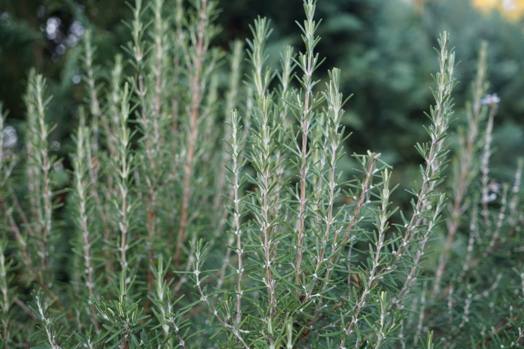 rosemary salvia rosmarinus plant