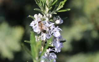 flowering rosemary and a bee