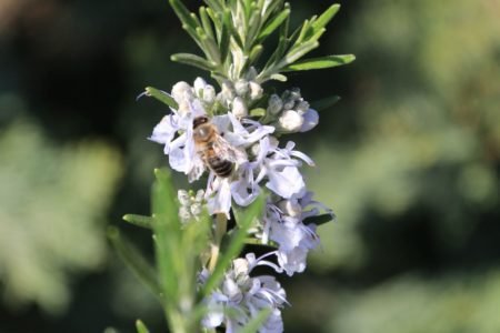 flowering rosemary and a bee