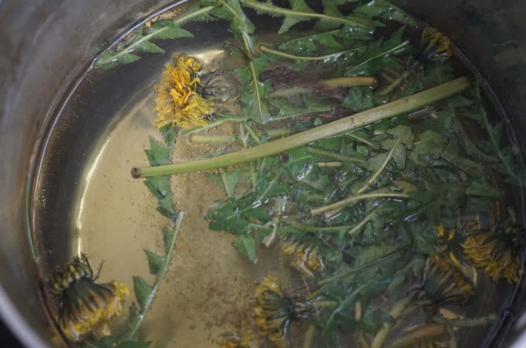 a dye pot filled with water, dandelion flowers and leaves