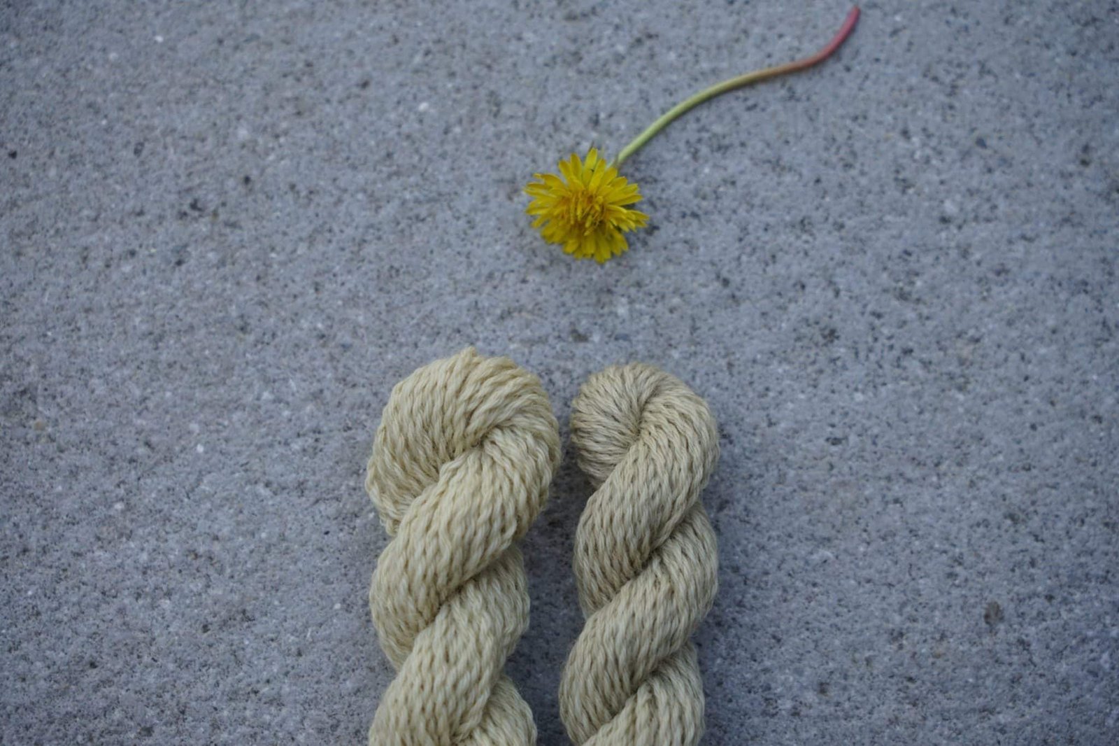 two mini skeins of yarns naturally dyed with dandelion flowers and leaves