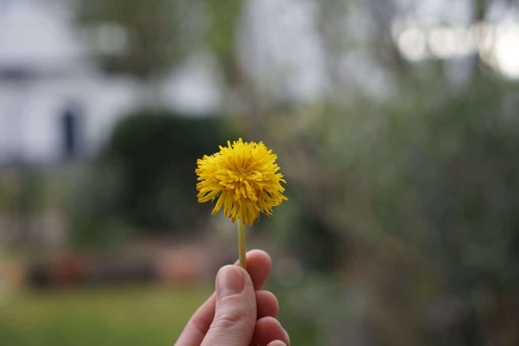 a hand holding one dandelions flower