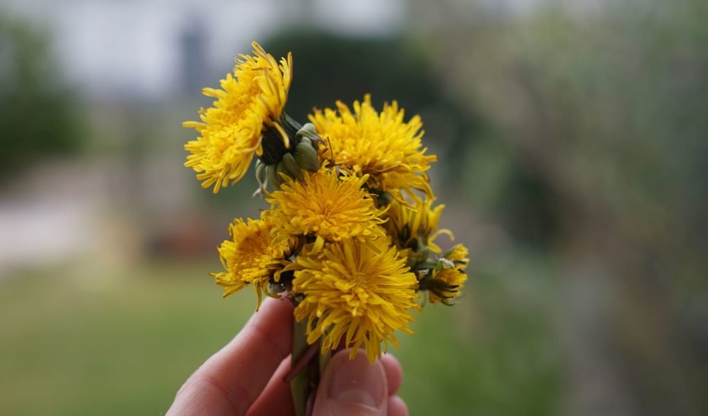 a hand holding a bunch of dandelion flowers