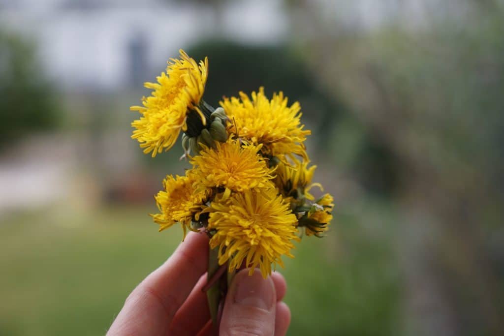 a hand holding a bunch of dandelion flowers