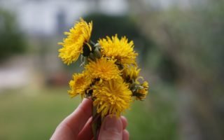 a hand holding a bunch of dandelion flowers