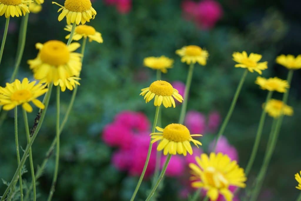 cota tinctoria flowers in full bloom