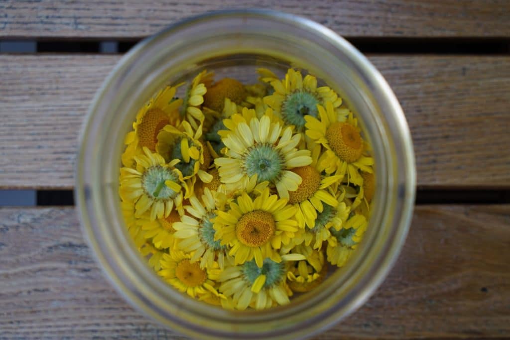 dyer's chamomile flower heads in a glass jar