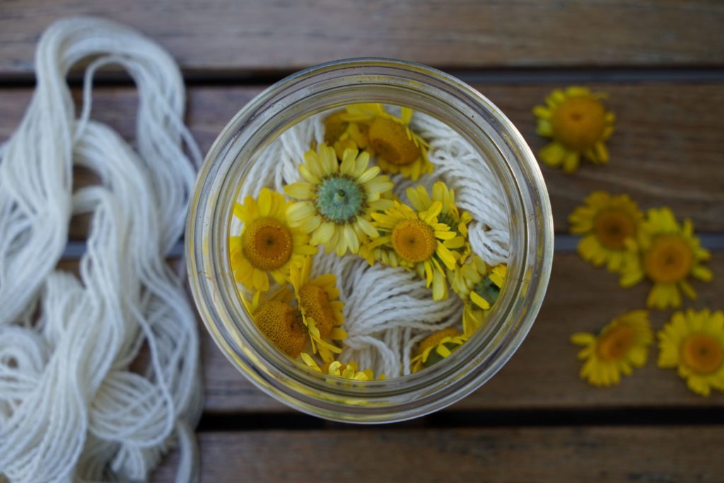 glass jar filled with yarn and flower heads, ready for solar dyeing