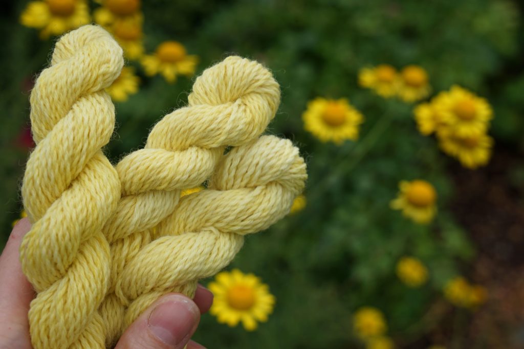 a hand holding three yellow skeins of yarn in front of dyer's chamomile flowers