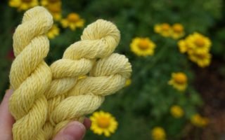 a hand holding three yellow skeins of yarn in front of dyer's chamomile flowers