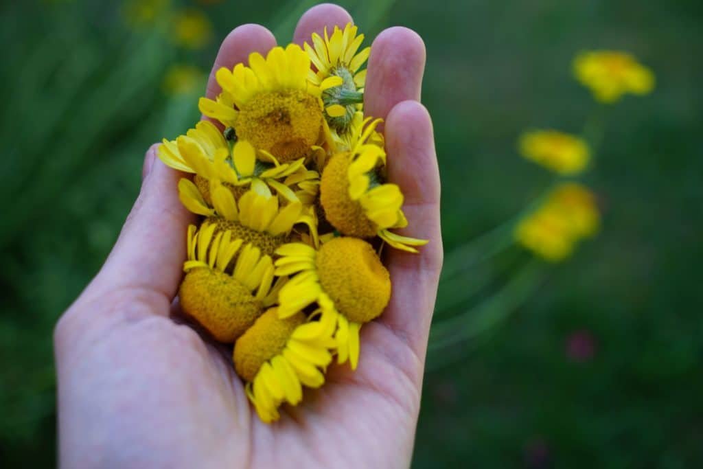 a hand holding a bunch of dyer's chamomile flower heads