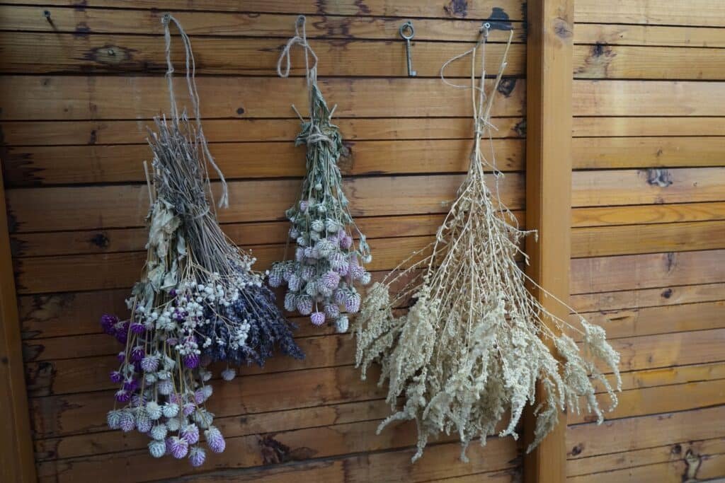 bundles of dried flowers hanging upside down in a garden shed