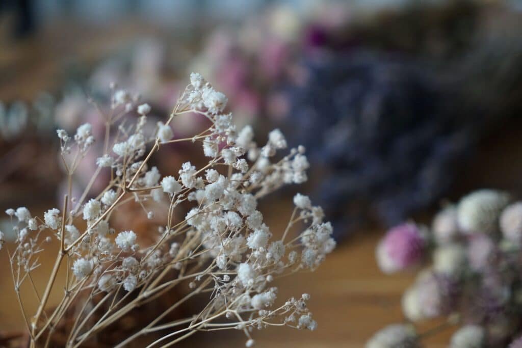 dried glosophila stem