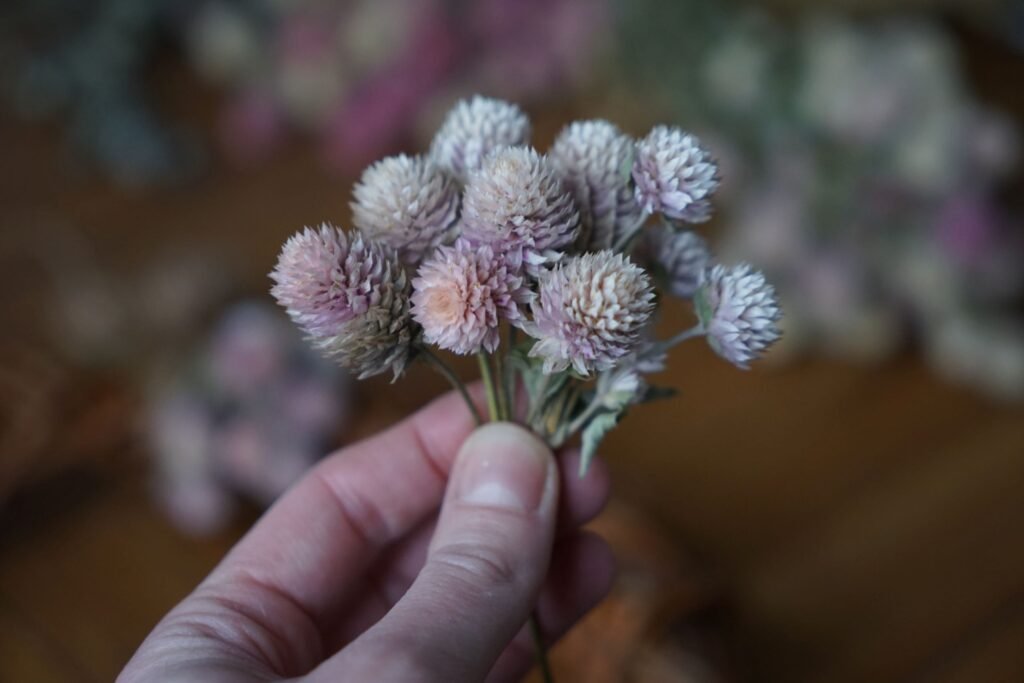 dried light pink gomphrena