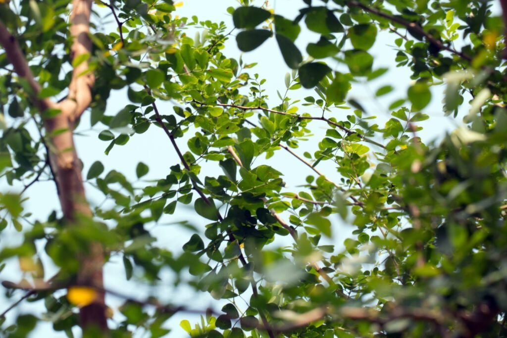 logwood tree
