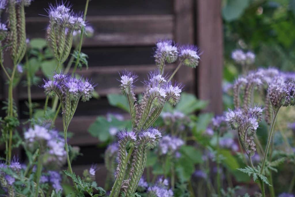 phacelia cover crop green manure