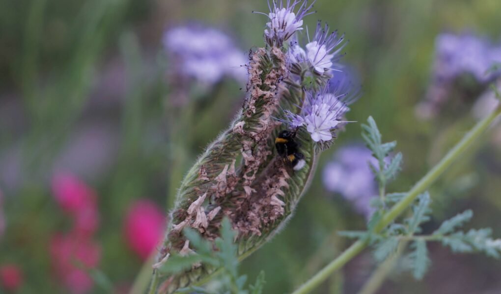 bumble bee in phacelia bloom