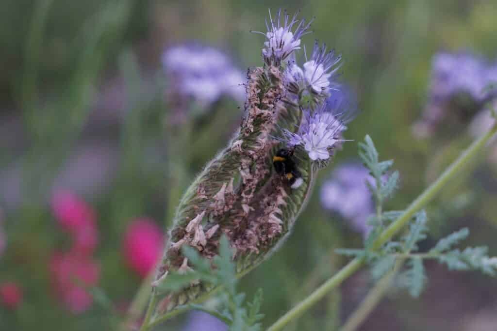 bumble bee in phacelia bloom