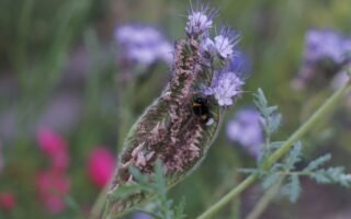bumble bee in phacelia bloom