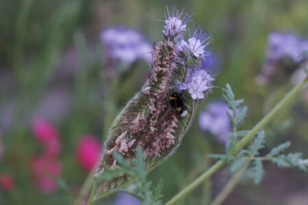 bumble bee in phacelia bloom