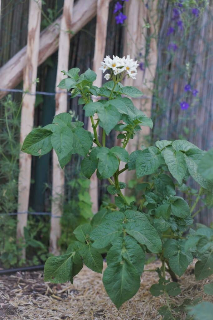 potatoe plant with flowers