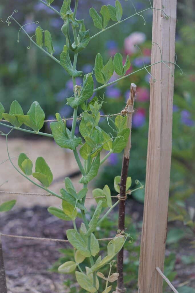 sugar pees growing in a garden