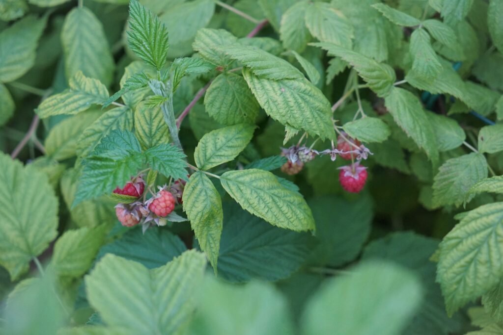 raspberries