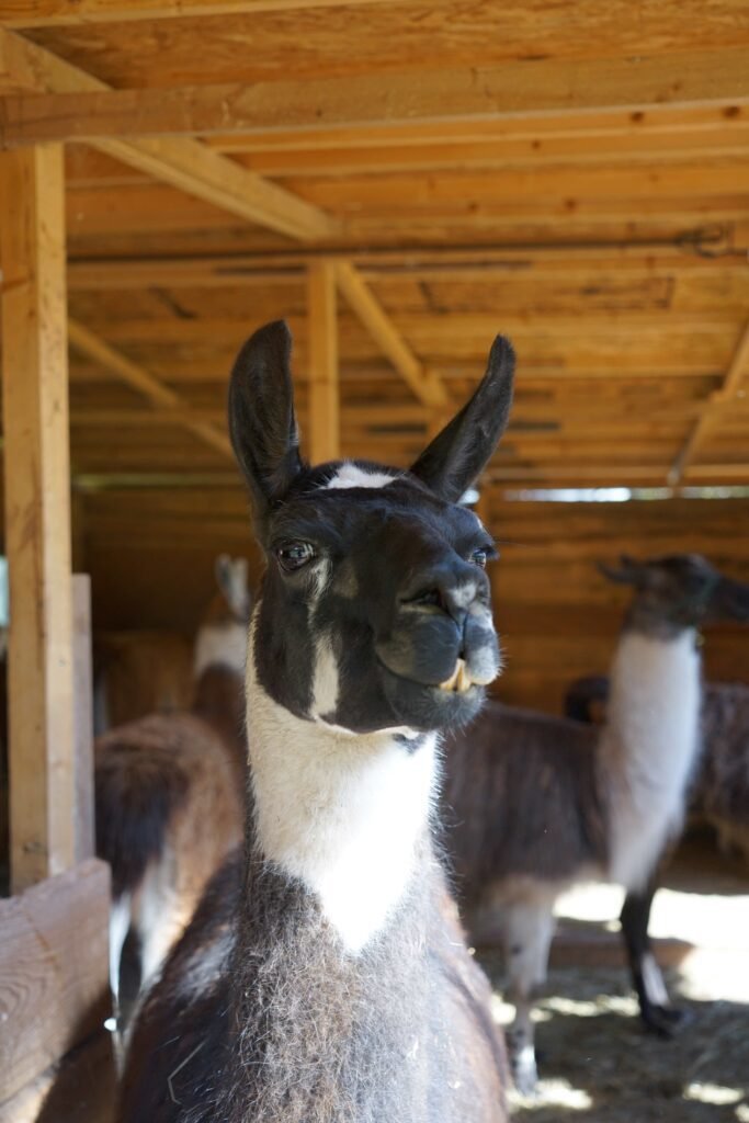 picture of a black and white llama