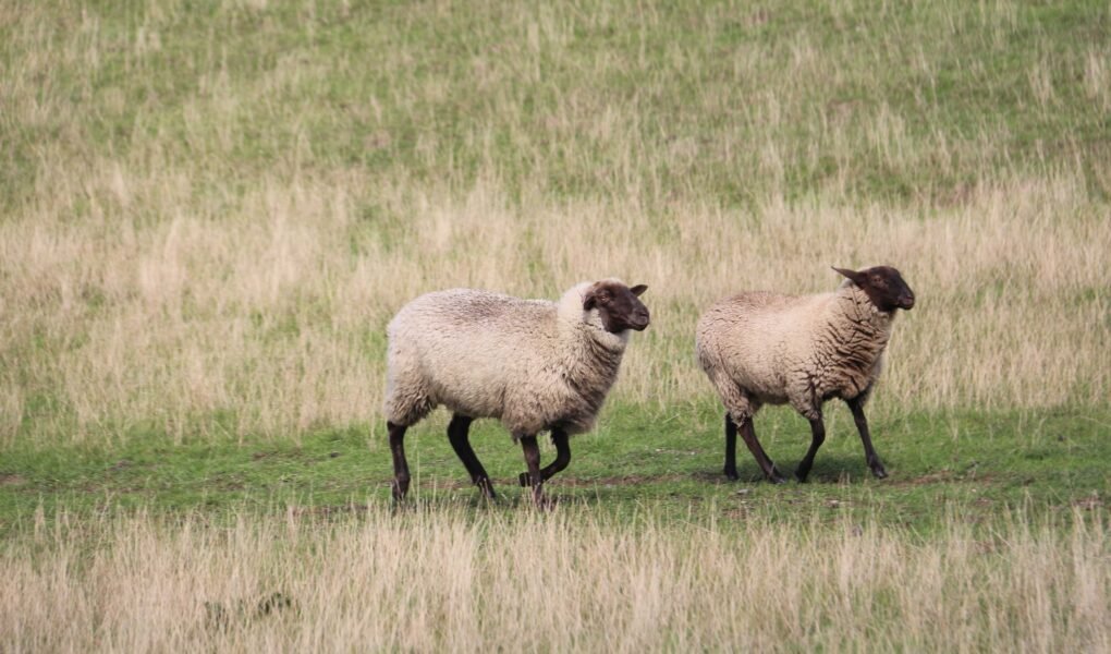 two sheep running through the grass