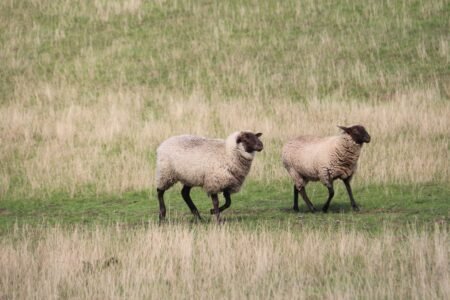 two sheep running through the grass