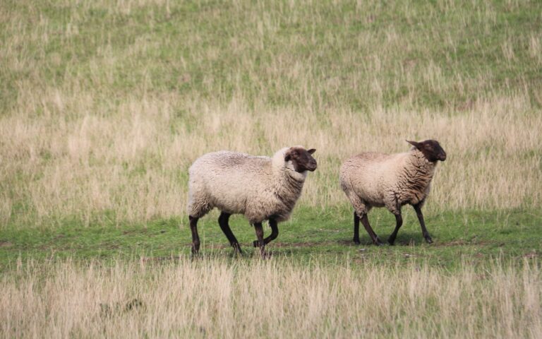 two sheep running through the grass