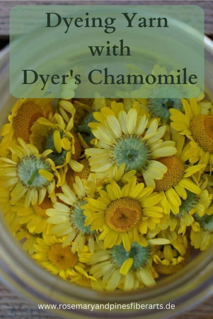glass jar filled with dyer's chamomile flower heads
