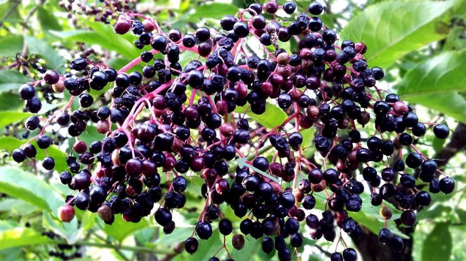 ripe elder berries on the tree/shrub