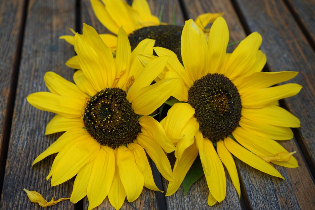 three large sunflower heads on a wooden table